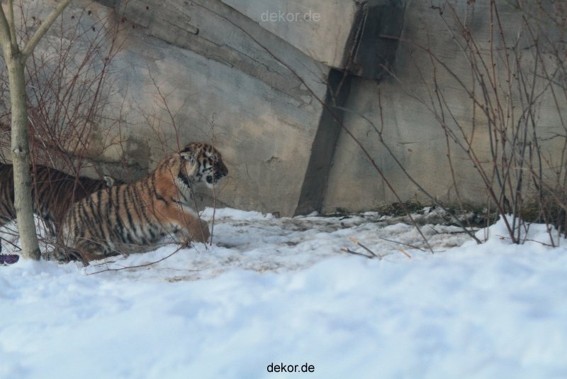 zoo-wuppertal-tschuna-daseep-05-073