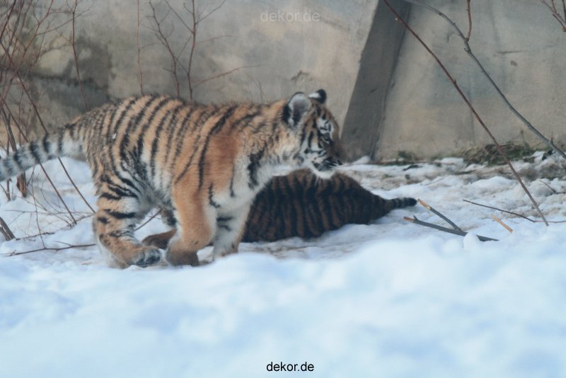 zoo-wuppertal-tschuna-daseep-05-076
