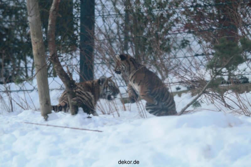 zoo-wuppertal-tschuna-daseep-05-078