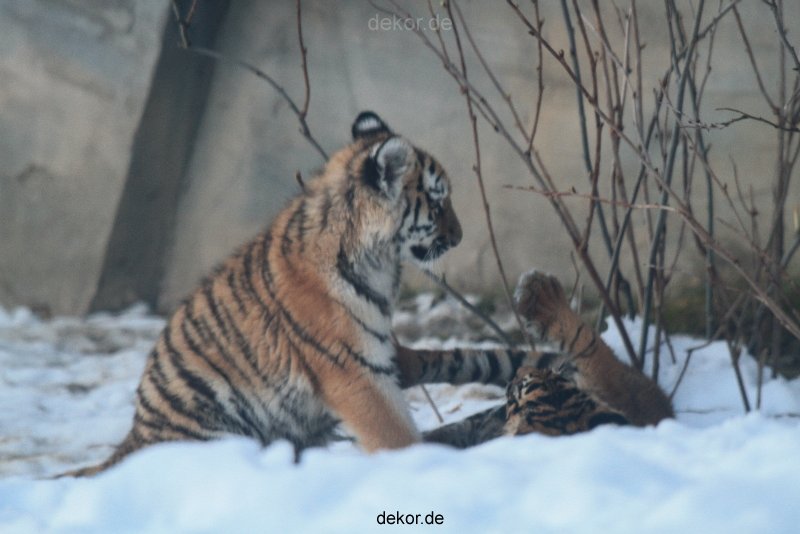 zoo-wuppertal-tschuna-daseep-05-084