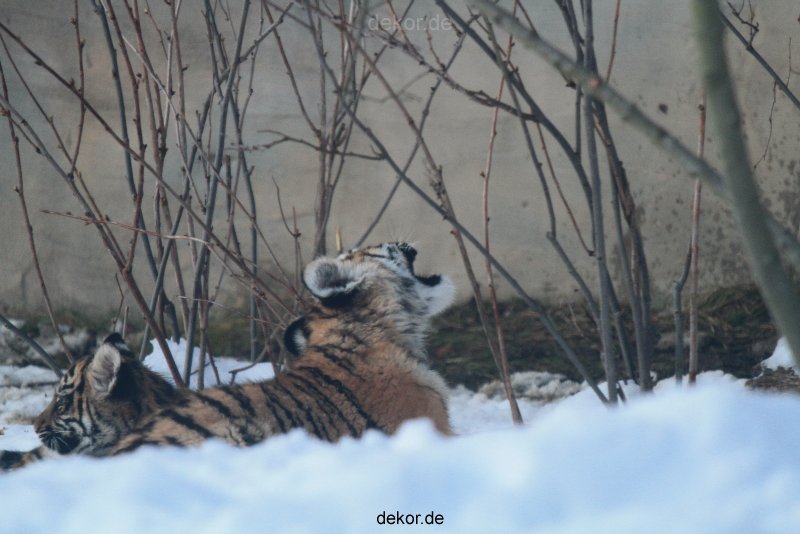 zoo-wuppertal-tschuna-daseep-05-089