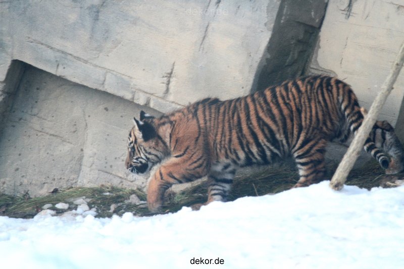 zoo-wuppertal-tschuna-daseep-05-090