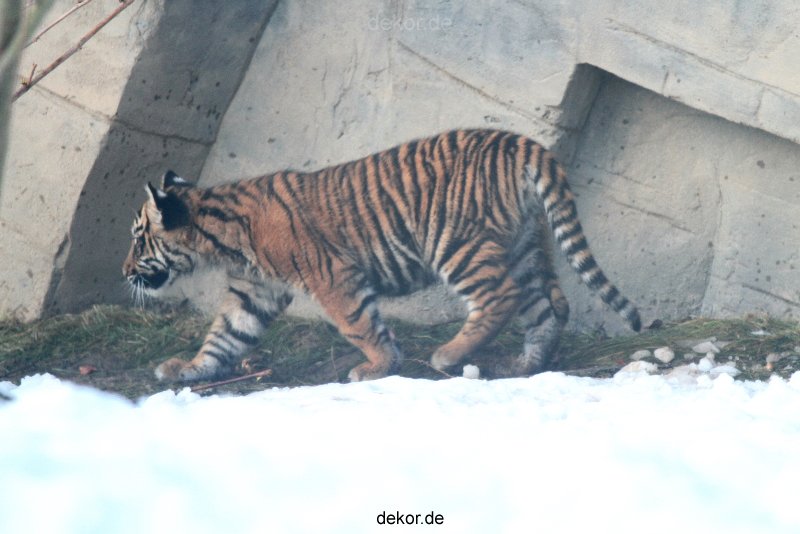 zoo-wuppertal-tschuna-daseep-05-093