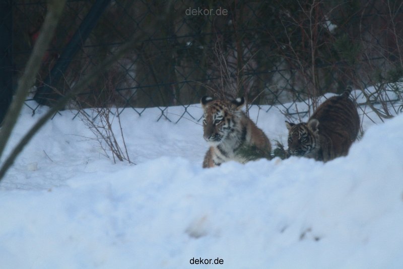 zoo-wuppertal-tschuna-daseep-05-115