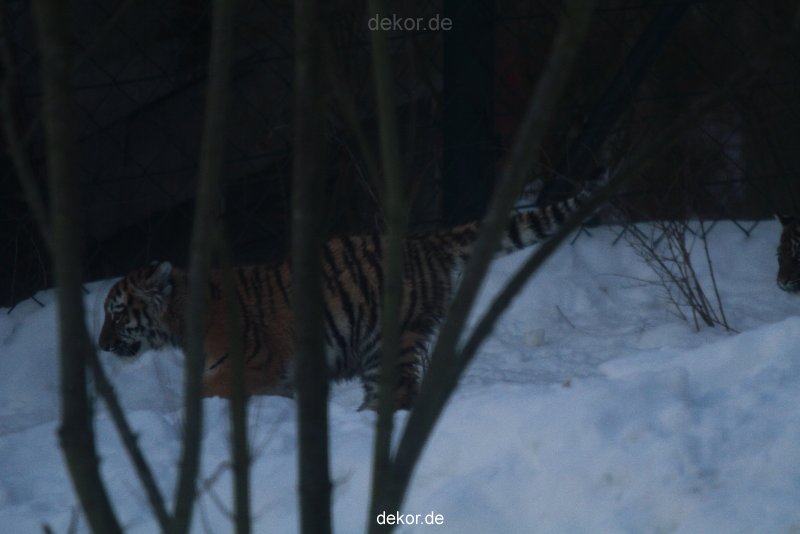 zoo-wuppertal-tschuna-daseep-05-116