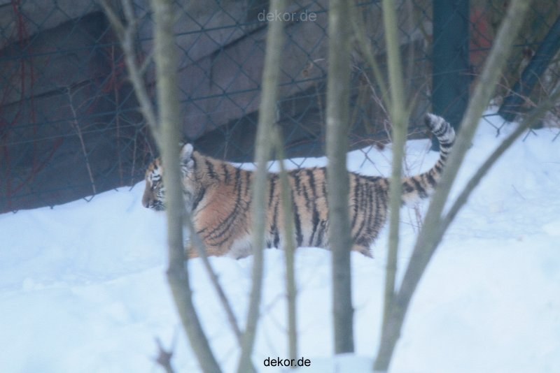 zoo-wuppertal-tschuna-daseep-05-120