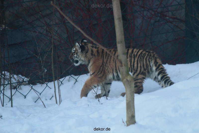 zoo-wuppertal-tschuna-daseep-05-123
