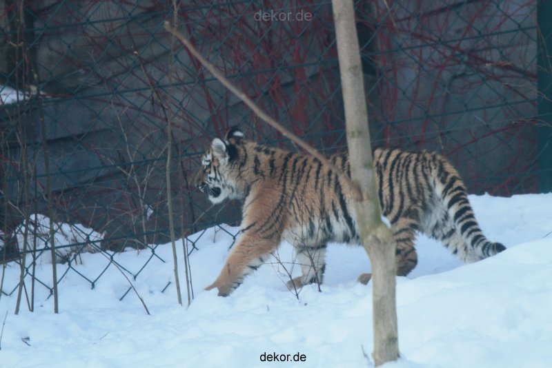 zoo-wuppertal-tschuna-daseep-05-124