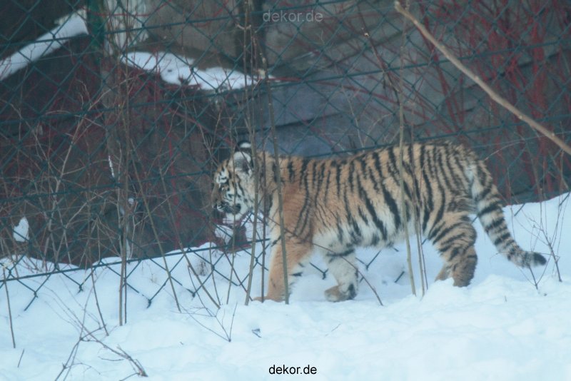 zoo-wuppertal-tschuna-daseep-05-126