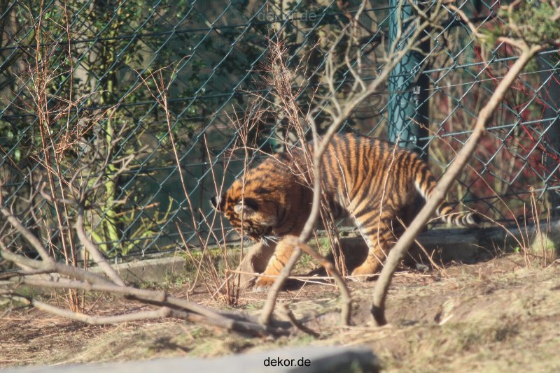 zoo-wuppertal-tschuna-daseep-06-005