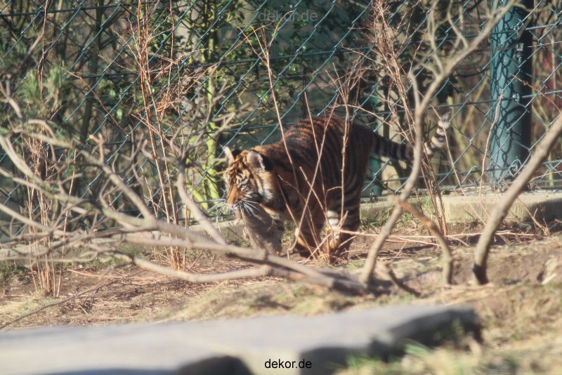 zoo-wuppertal-tschuna-daseep-06-006