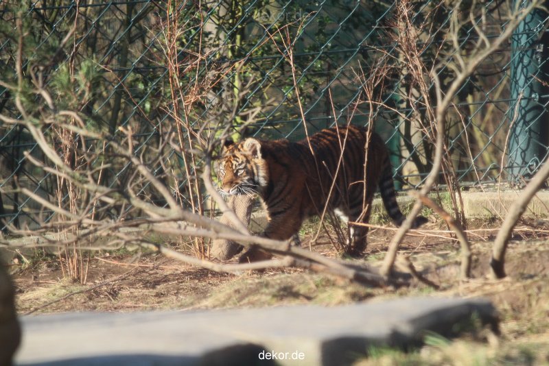 zoo-wuppertal-tschuna-daseep-06-007