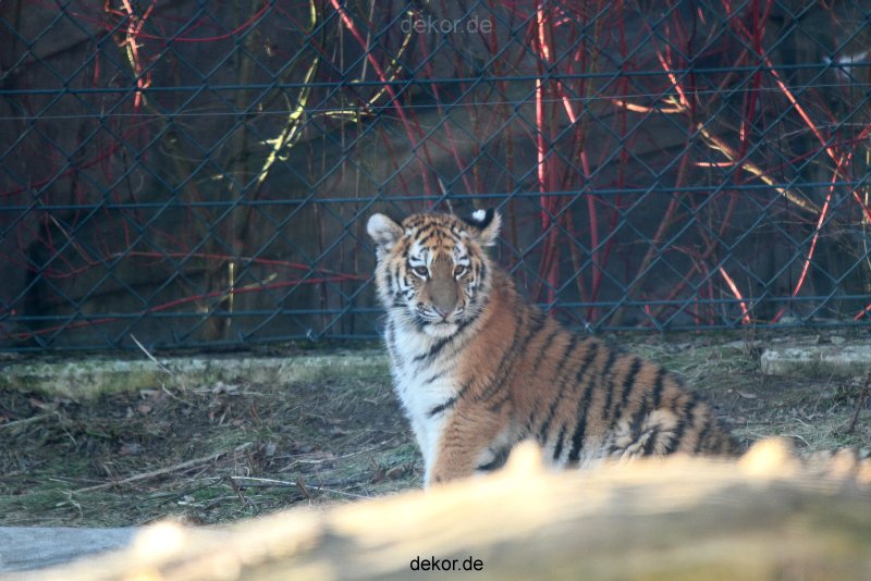 zoo-wuppertal-tschuna-daseep-06-009