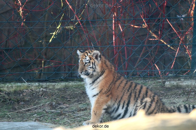 zoo-wuppertal-tschuna-daseep-06-011