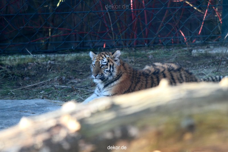 zoo-wuppertal-tschuna-daseep-06-012