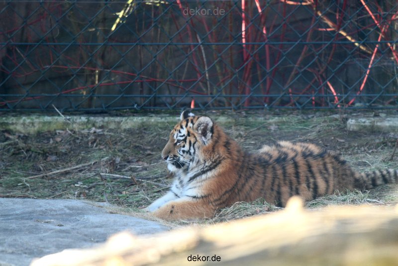 zoo-wuppertal-tschuna-daseep-06-013