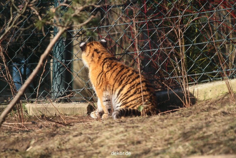 zoo-wuppertal-tschuna-daseep-06-017