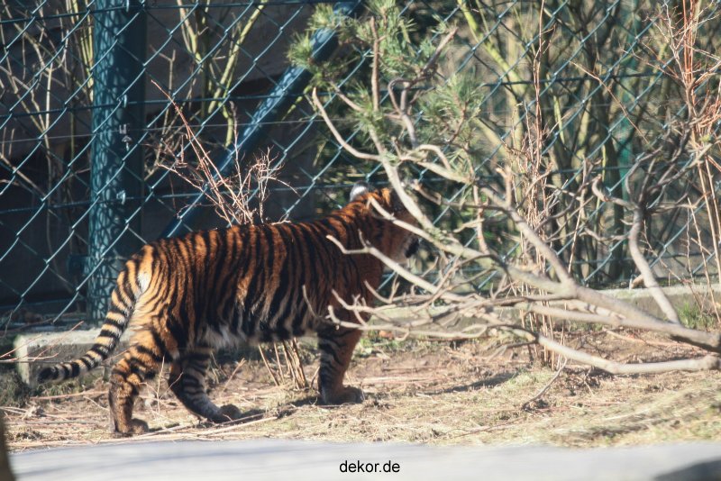 zoo-wuppertal-tschuna-daseep-06-020