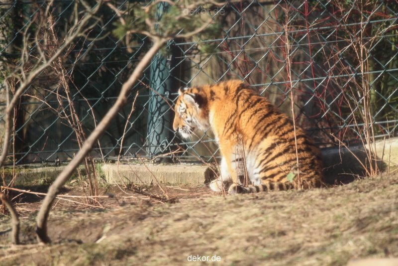 zoo-wuppertal-tschuna-daseep-06-021