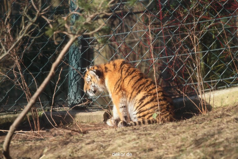 zoo-wuppertal-tschuna-daseep-06-022