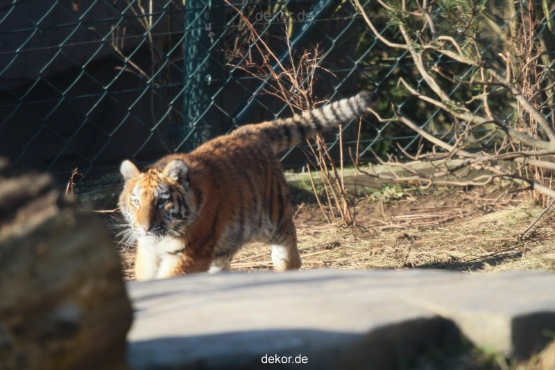 zoo-wuppertal-tschuna-daseep-06-023