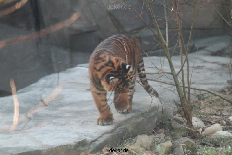 zoo-wuppertal-tschuna-daseep-06-028
