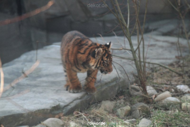 zoo-wuppertal-tschuna-daseep-06-029