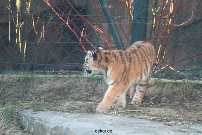 zoo-wuppertal-tschuna-daseep-06-030