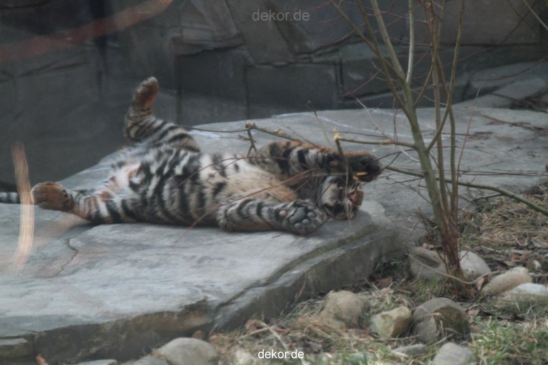 zoo-wuppertal-tschuna-daseep-06-031
