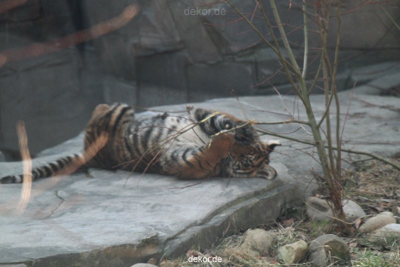 zoo-wuppertal-tschuna-daseep-06-032