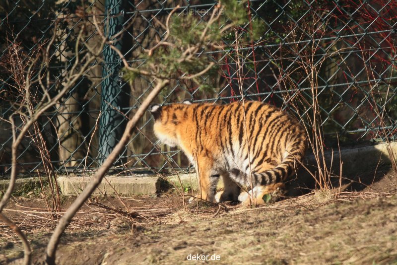 zoo-wuppertal-tschuna-daseep-06-033