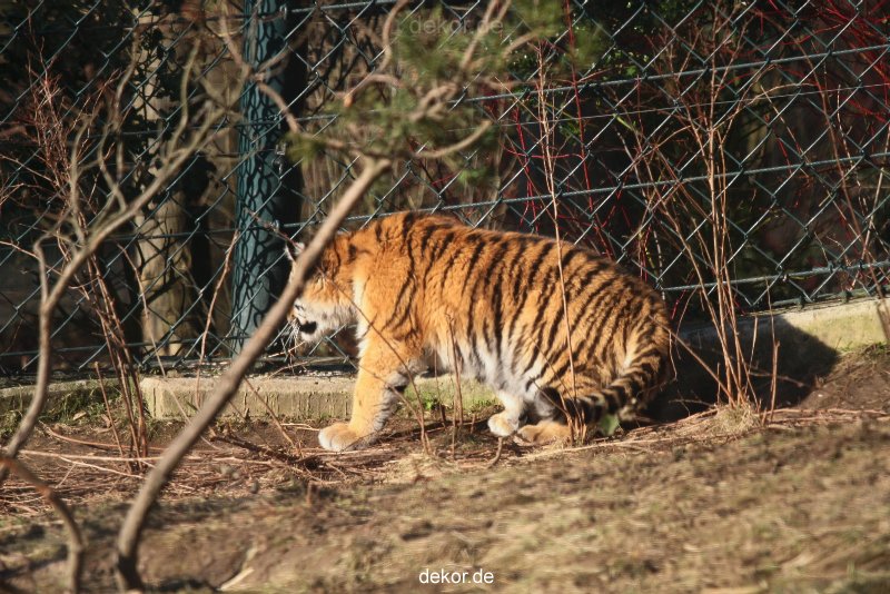 zoo-wuppertal-tschuna-daseep-06-034