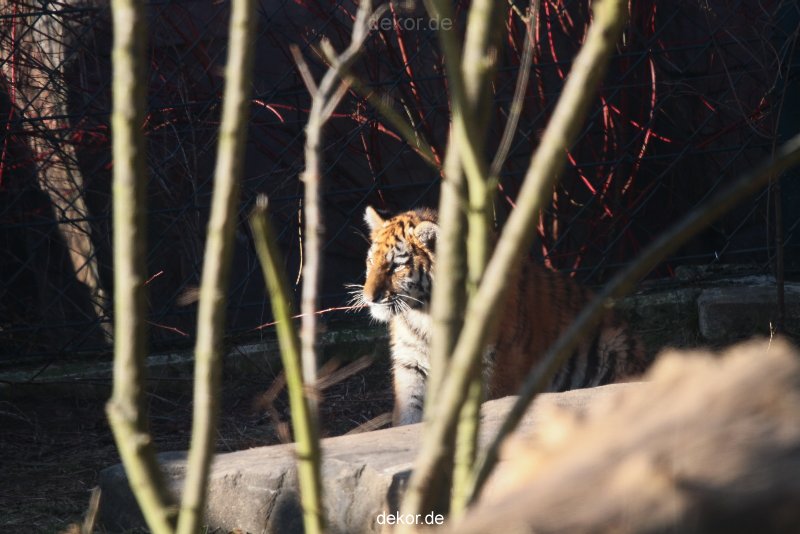 zoo-wuppertal-tschuna-daseep-06-039