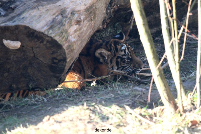 zoo-wuppertal-tschuna-daseep-06-042