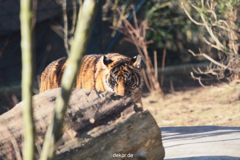 zoo-wuppertal-tschuna-daseep-06-049