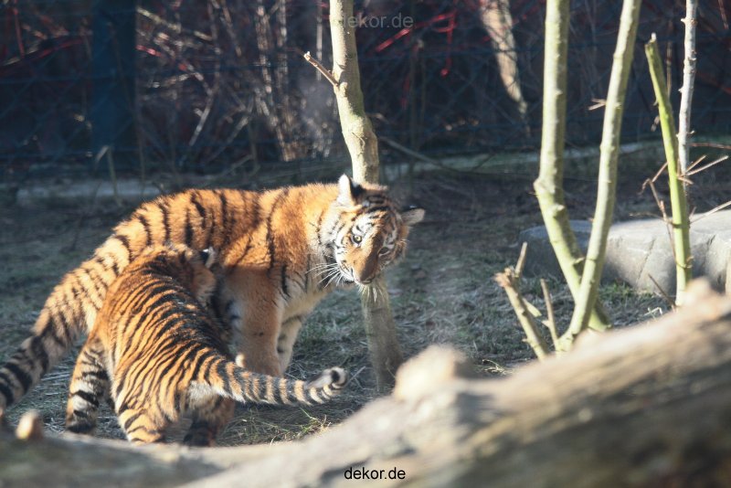 zoo-wuppertal-tschuna-daseep-06-053