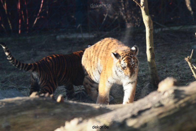 zoo-wuppertal-tschuna-daseep-06-054