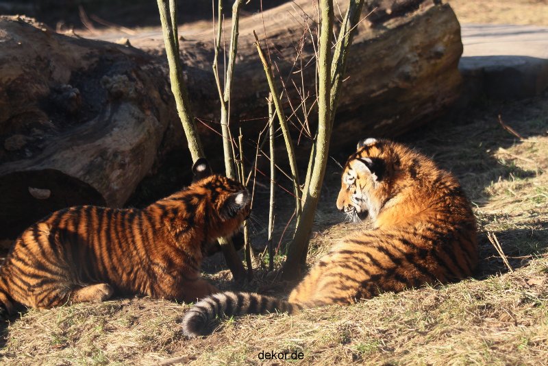 zoo-wuppertal-tschuna-daseep-06-055