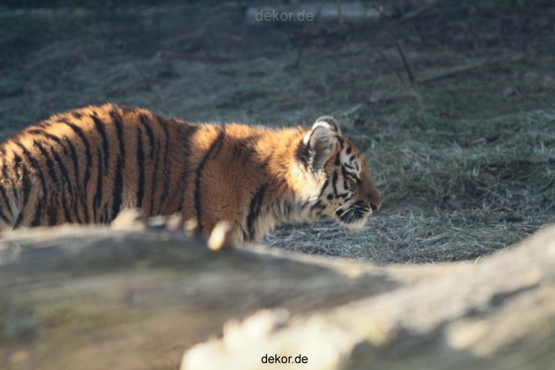 zoo-wuppertal-tschuna-daseep-06-061