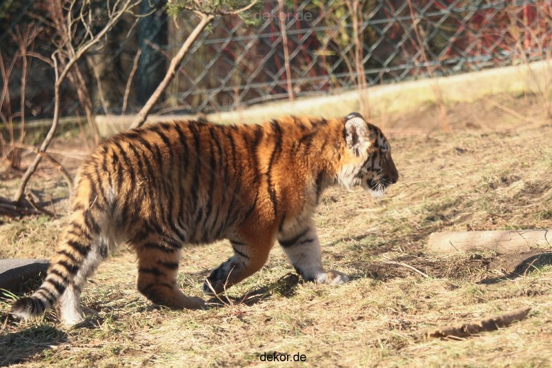 zoo-wuppertal-tschuna-daseep-06-070