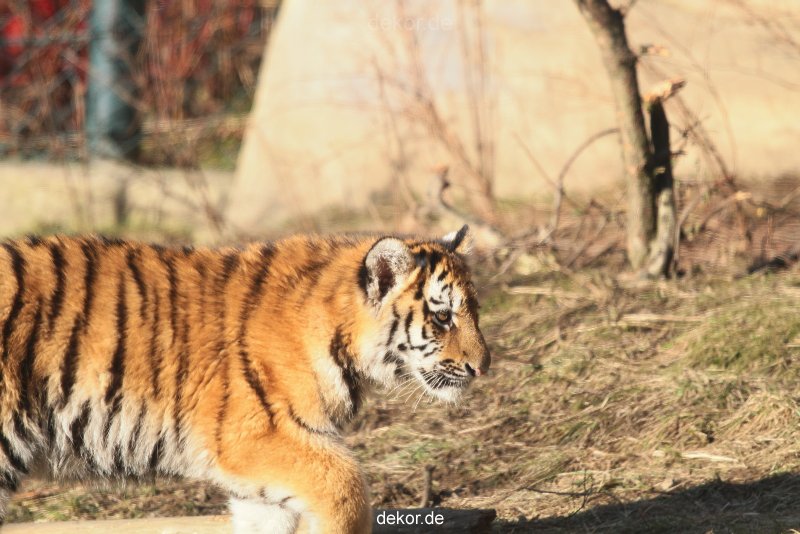 zoo-wuppertal-tschuna-daseep-06-072
