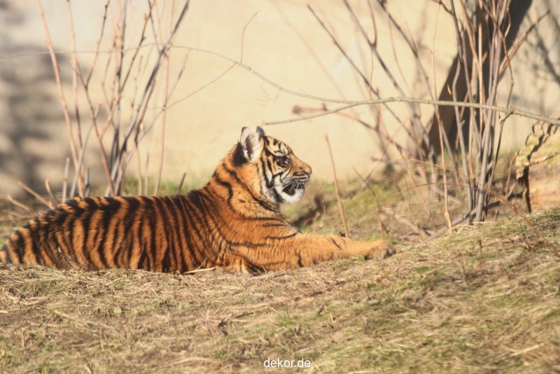 zoo-wuppertal-tschuna-daseep-06-074