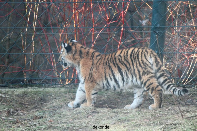 zoo-wuppertal-tschuna-daseep-06-079