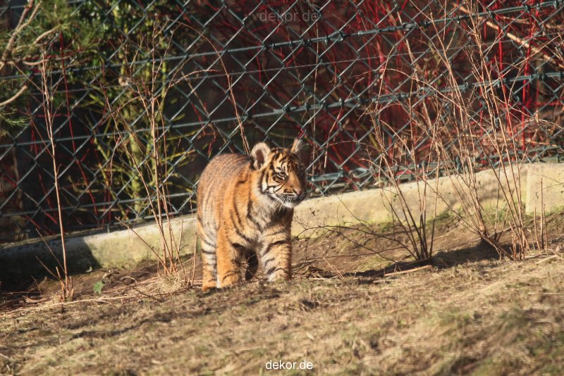 zoo-wuppertal-tschuna-daseep-06-084