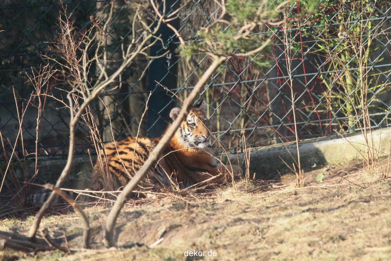 zoo-wuppertal-tschuna-daseep-06-095