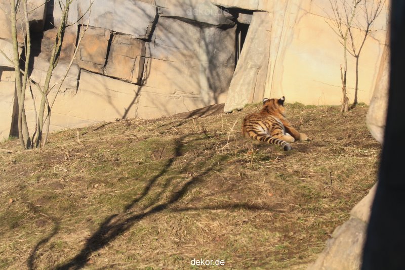 zoo-wuppertal-tschuna-daseep-06-100