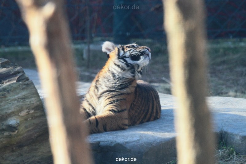 zoo-wuppertal-tschuna-daseep-06-112