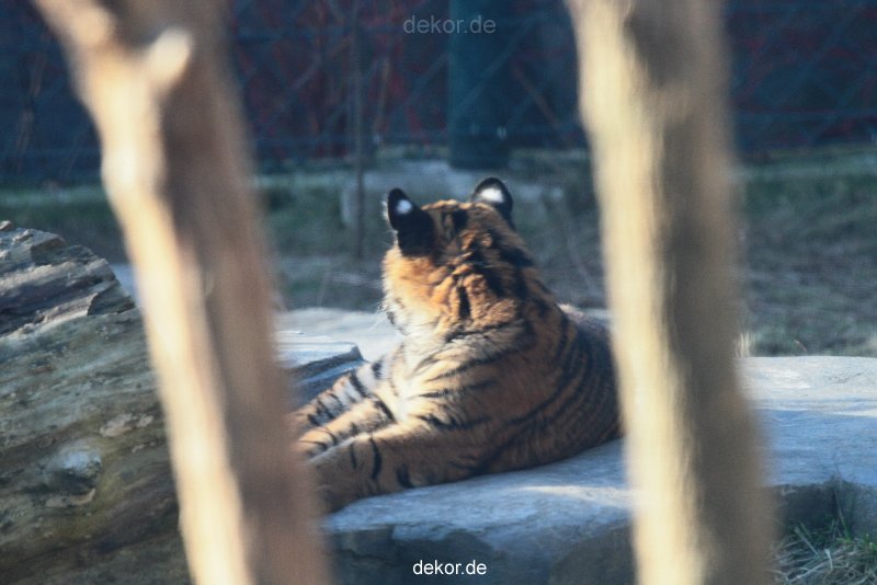 zoo-wuppertal-tschuna-daseep-06-114