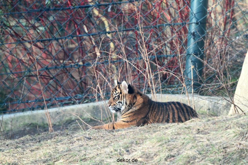 zoo-wuppertal-tschuna-daseep-06-116