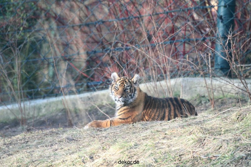 zoo-wuppertal-tschuna-daseep-06-117